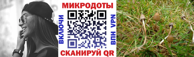 Галлюциногенные грибы Psilocybine cubensis  это состав  Новоузенск 